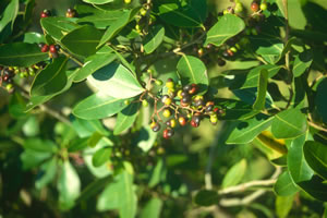 Apodytes dimidiata - indigenous trees South Africa